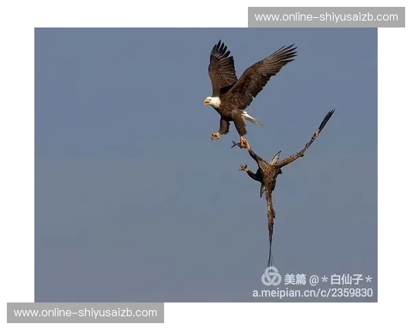逆流的鳄鱼与翱翔的雄鹰：尼姆与尼斯的南法恩仇录